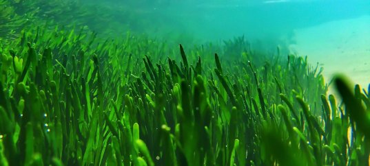 Тест по биологии: Водоросли (5-6 класс)