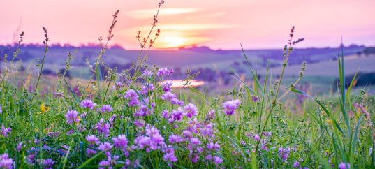 Тест по окружающему миру: Эта удивительная природа (3 класс)