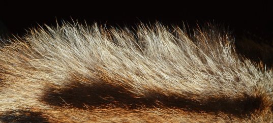 Тест по биологии: Покровы тела у животных (8 класс)