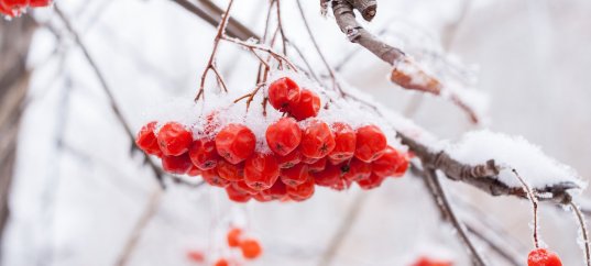 Тест: Январь — что вы знаете о первом месяце года?