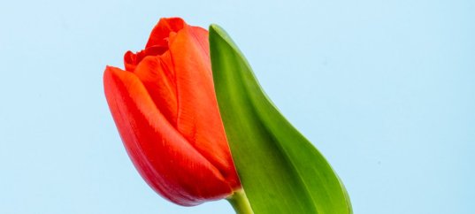 Цветочная викторина: угадай цветок по фото и интересному факту