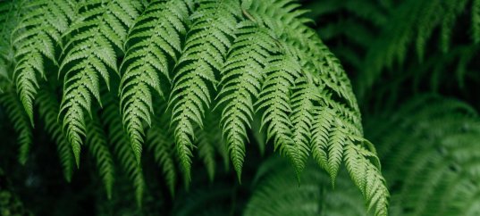 Тест по биологии: Происхождение высших споровых растений (7 класс)