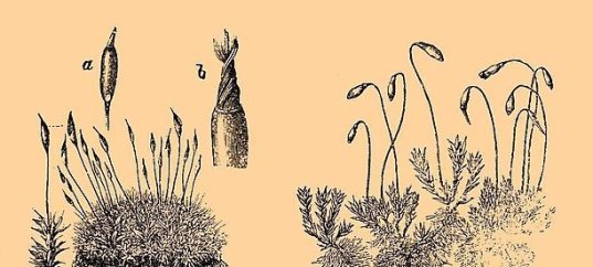 Тест по биологии: Листостебельные мхи (5-6 класс)