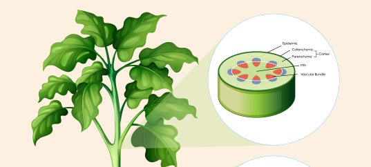 Тест по биологии: Строение стебля (6 класс)