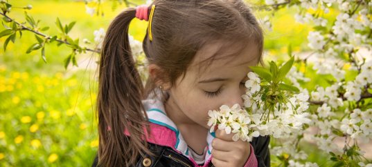 Тест по окружающему миру: B гости к весне (2 класс)