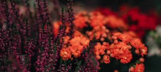 Тест по биологии: Признаки двудольных и однодольных растений (7 класс)