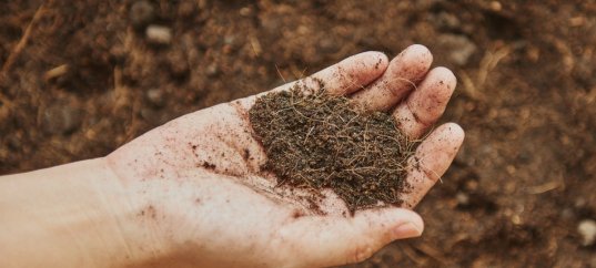 Тест по географии: Почвы (5-6 класс)