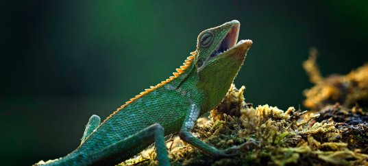 Тест по биологии: Пресмыкающиеся (8 класс)