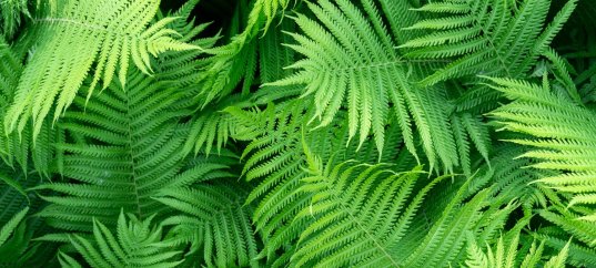 Тест по биологии: Жизненный цикл высших споровых растений (5-6 класс)