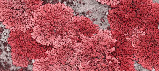 Тест по биологии: Строение лишайников (5-6 класс)