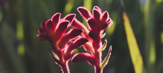 Тест по биологии: Растения однодомные и двудомные (5-6 класс)