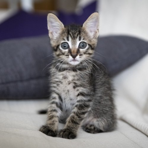 Тест для малышей: Коты, кошки и котята