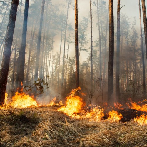 Тест по ОБЖ: Лесной пожар (3 класс)