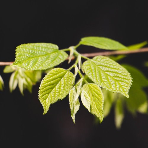 Тест по биологии: Листорасположение (5-6 класс)