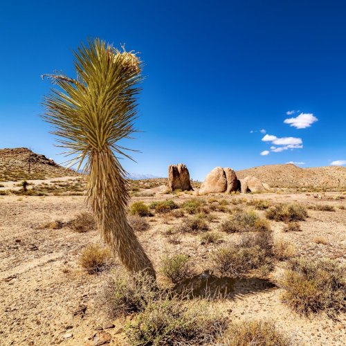 Тест по географии: Юго-Западная Азия и Северная Африка. Географическое положение, природные условия и ресурсы (11 класс)