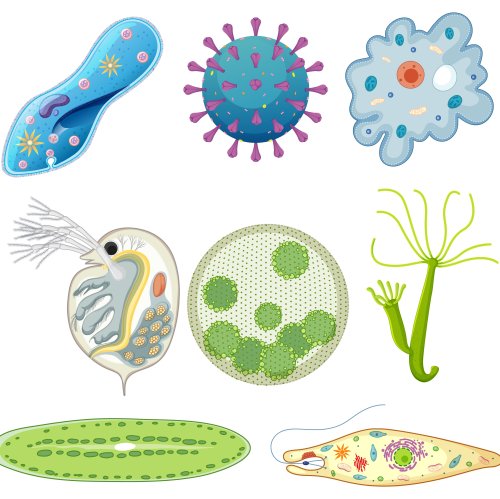 Тест по биологии: Питание и пищеварение у одноклеточных животных. (8 класс)