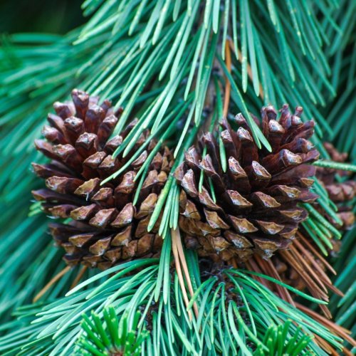 Тест по биологии: Общая характеристика голосеменных растений (5-6 класс)