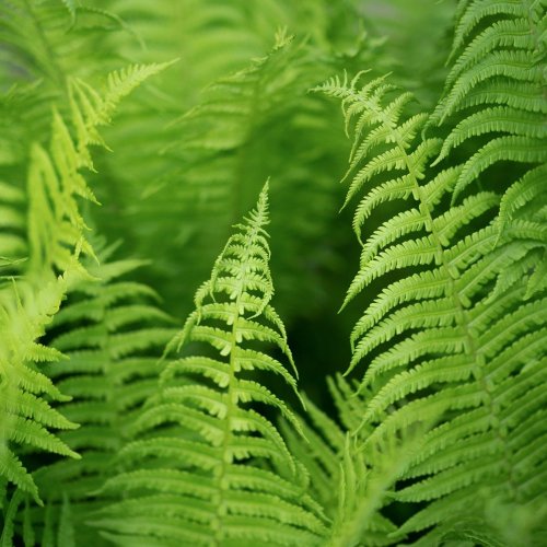 Тест по биологии: Характеристика высших споровых растений (7 класс)