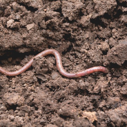 Тест по биологии: Почвенная среда обитания организмов (5 класс)