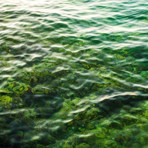 Тест по биологии: Зелёные водоросли (5-6 класс)