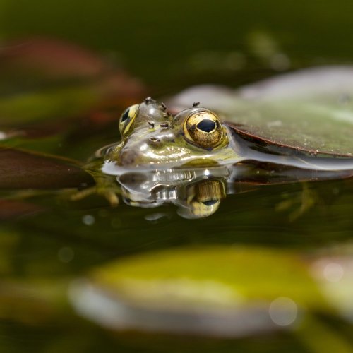 Тест по окружающему миру: Жизнь в пресных водах (4 класс)