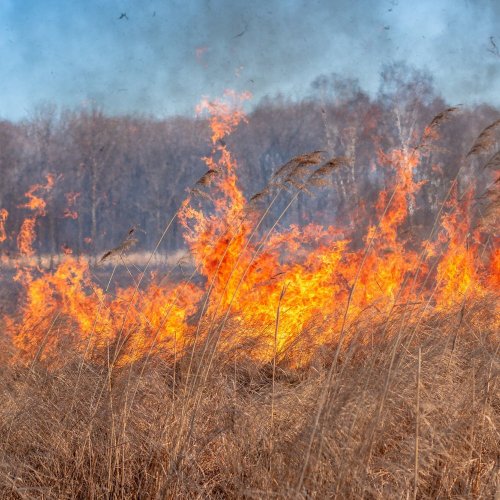 Тест по ОБЖ: Степные, тростниковые, лесные и торфяные пожары (7 класс)