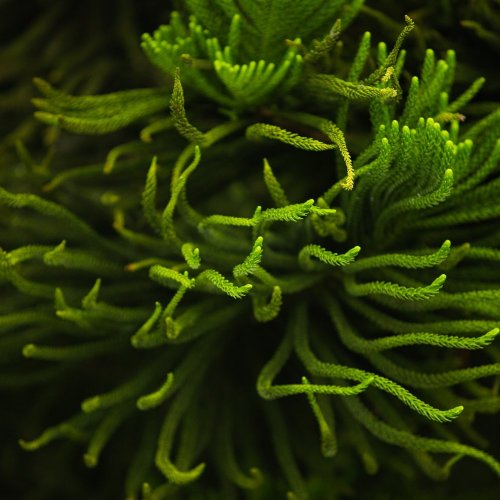 Тест по биологии: Размножение водорослей (5-6 класс)