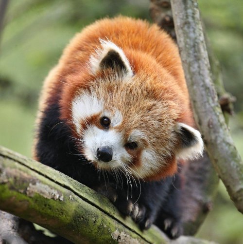 Тест по биологии: Основные особенности животных (8 класс)