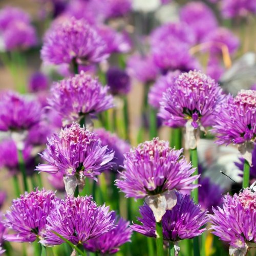 Тест по биологии: Общая характеристика покрытосеменных (цветковых растений) (5-6 класс)