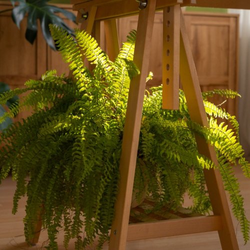 Тест по биологии: Значение папоротников, плаунов, хвощей (5-6 класс)