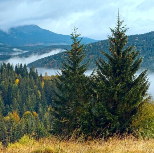 Тест по окружающему миру: Леса России (4 класс)