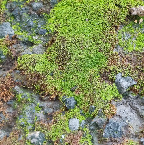 Тест по биологии: Размножение лишайников (5-6 класс)