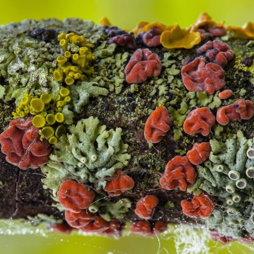 Тест по биологии: Роль лишайников в природе и жизни человека (5-6 класс)