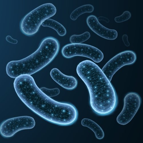 Тест по биологии: Размножение бактерий (5-6 класс)