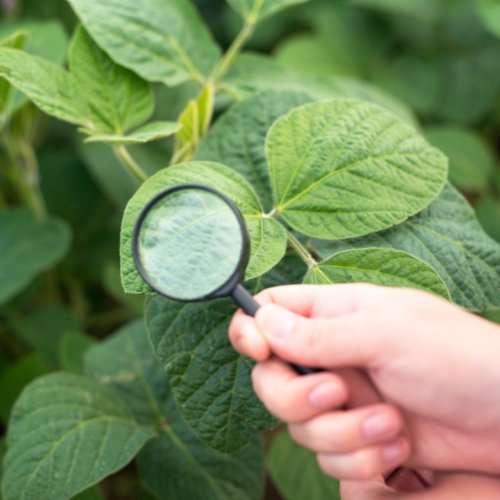 Тест по биологии: Характерные признаки растений (5-6 класс)