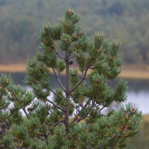 Тест по биологии: Жизненный цикл сосны (5-6 класс)