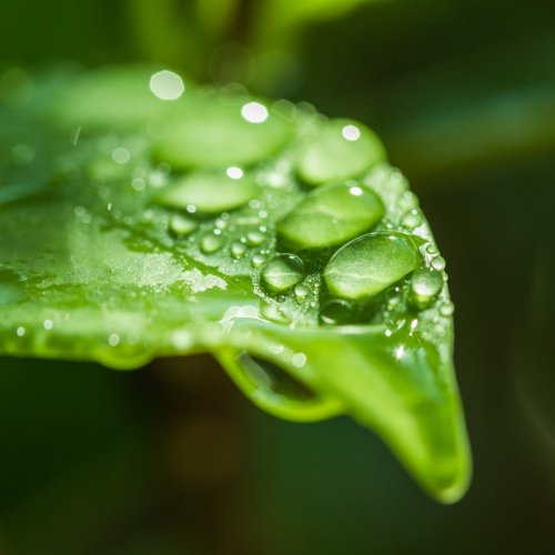 Тест по биологии: Влияние абиотических факторов на растения (7 класс)