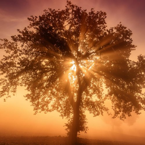 Тест по биологии: Свет — источник жизни (10 класс)