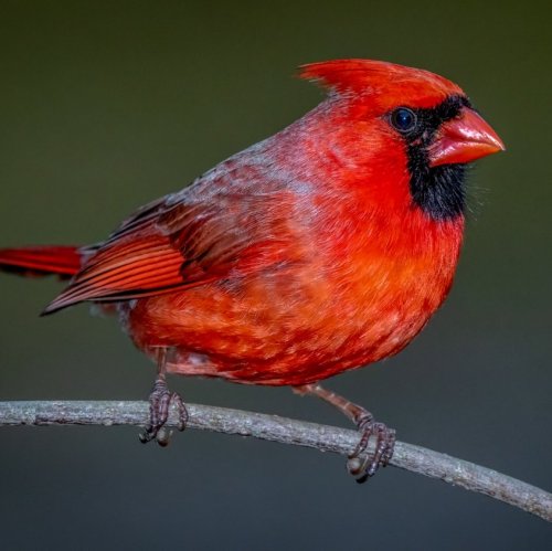 Тест по биологии: Общая характеристика птиц (8 класс)