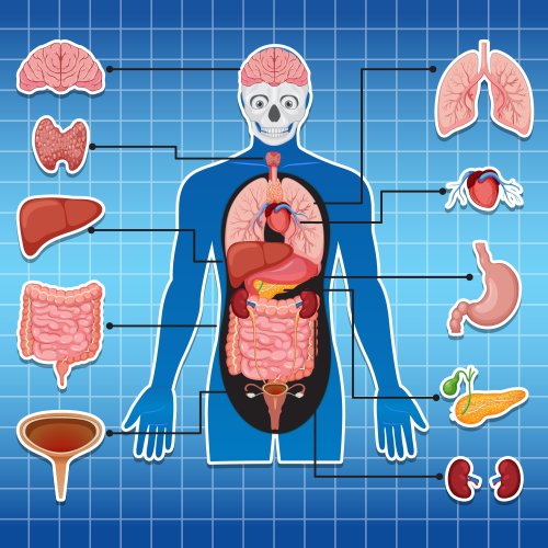 Тест по физкультуре: Органы пищеварения (1-4 класс)