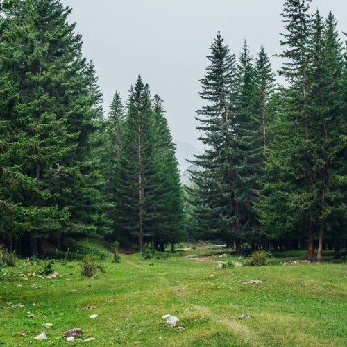 Тест по окружающему миру: Жизнь леса (4 класс)