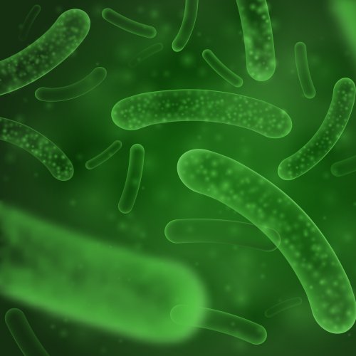 Тест по биологии: Строение бактерий (5-6 класс)