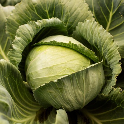 Тест по биологии: Культурные растения семейства крестоцветных (5-6 класс)