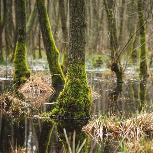 Тест по географии: Как образуются болота (5-6 класс)