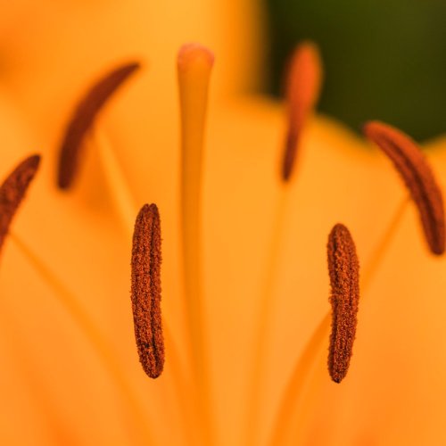 Тест по биологии: Размножение покрытосеменных растений (5-6 класс)