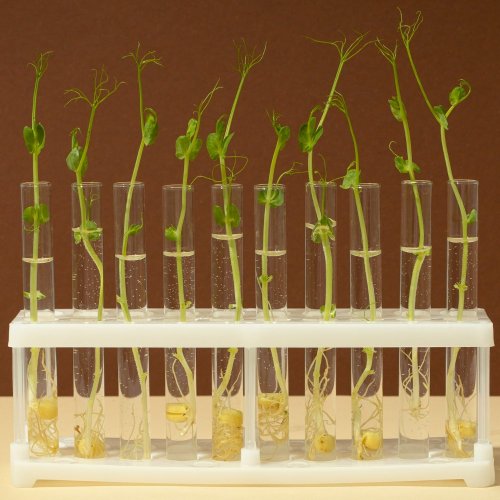Тест по биологии: Передвижение веществ у растений (6 класс)