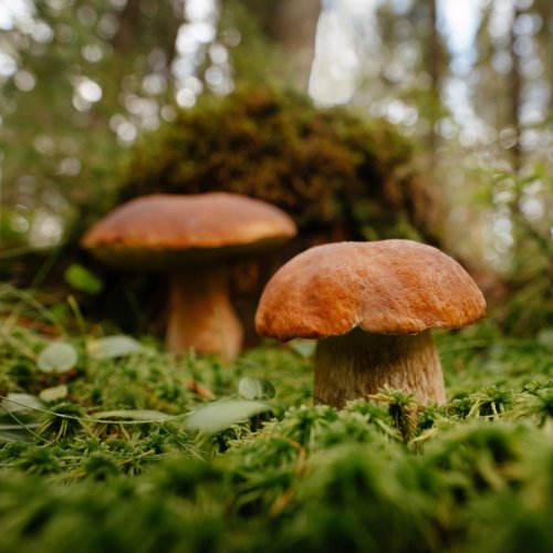 Тест по окружающему миру: В царстве грибов (3 класс)