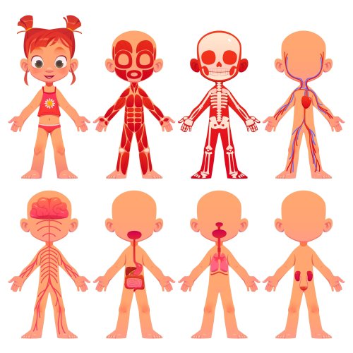 Тест по физкультуре: Основные внутренние органы (1-4 класс)