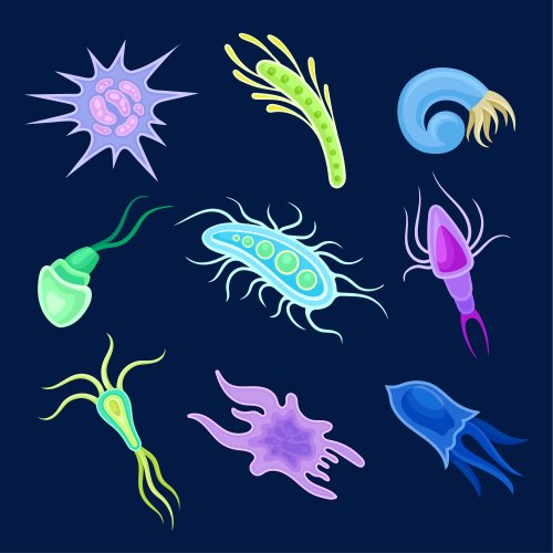 Тест по биологии: Корненожки (8 класс)