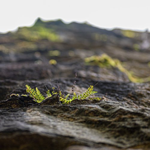 Тест по окружающему миру: Земная поверхность нашего края (4 класс)